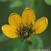 Cleome viscosa L.